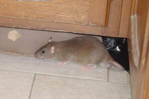 cara mengusir tikus rumah