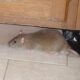cara mengusir tikus rumah