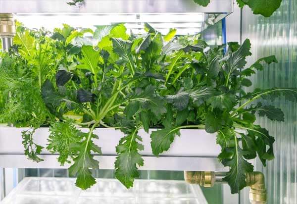 kebun hidroponik di supermarket