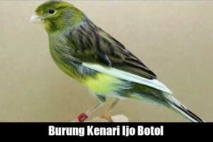 Kenari Ijo Botol