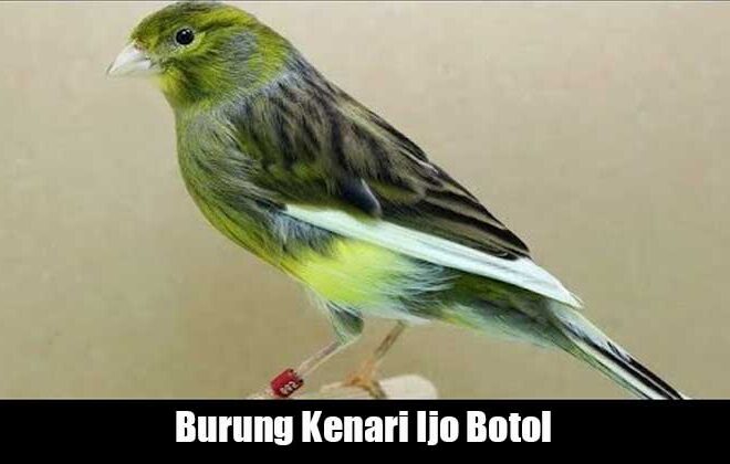 Kenari Ijo Botol