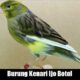 Kenari Ijo Botol