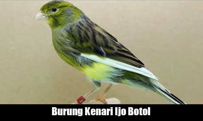 Kenari Ijo Botol